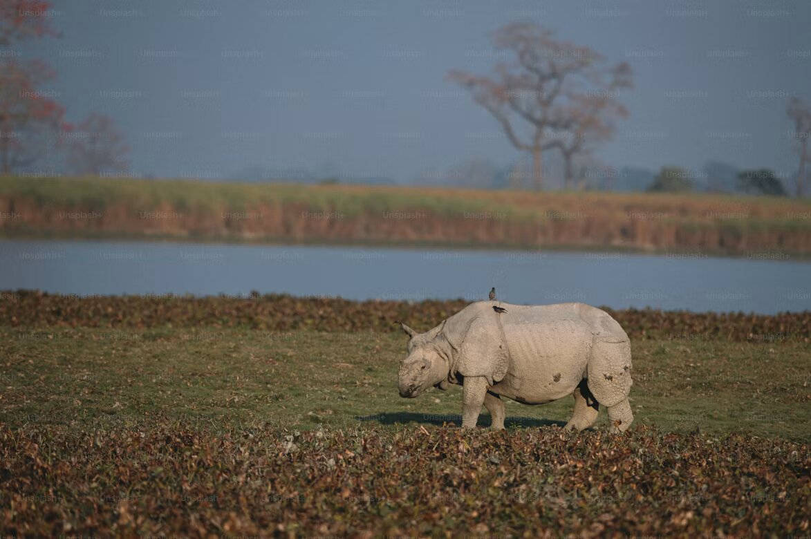 Chitwan